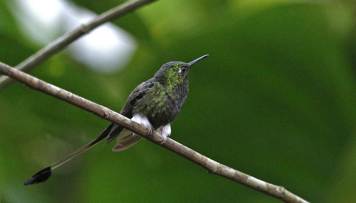 White-booted Racket-tail - ML139785811
