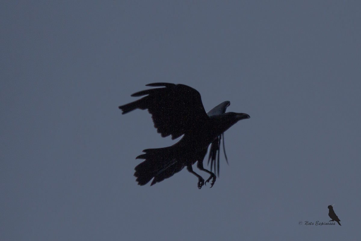 Common Raven - Neto Espinossa