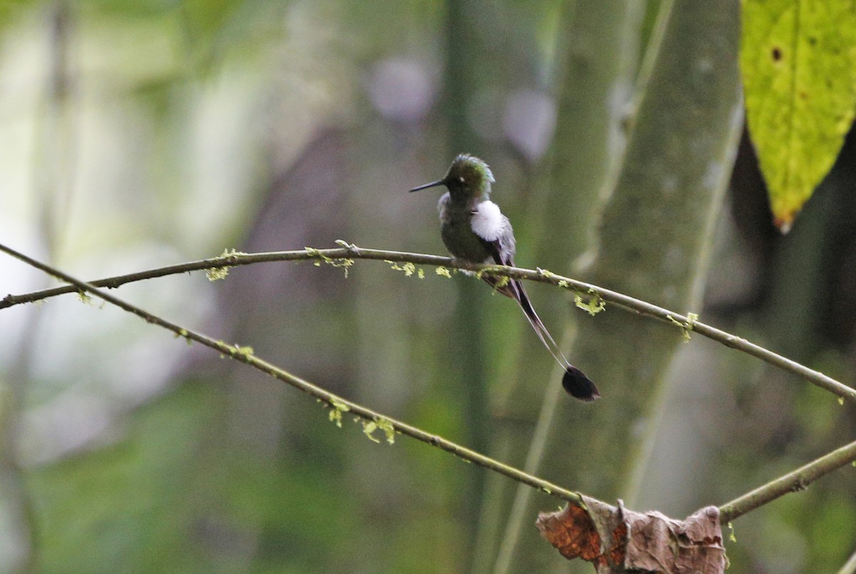 White-booted Racket-tail - ML139786011