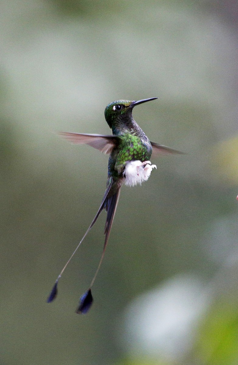 White-booted Racket-tail - ML139786411