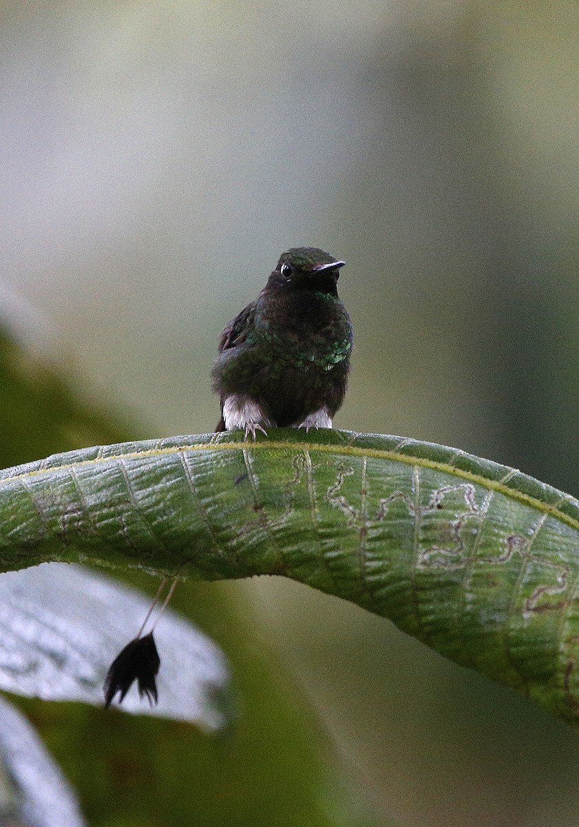 White-booted Racket-tail - ML139786601
