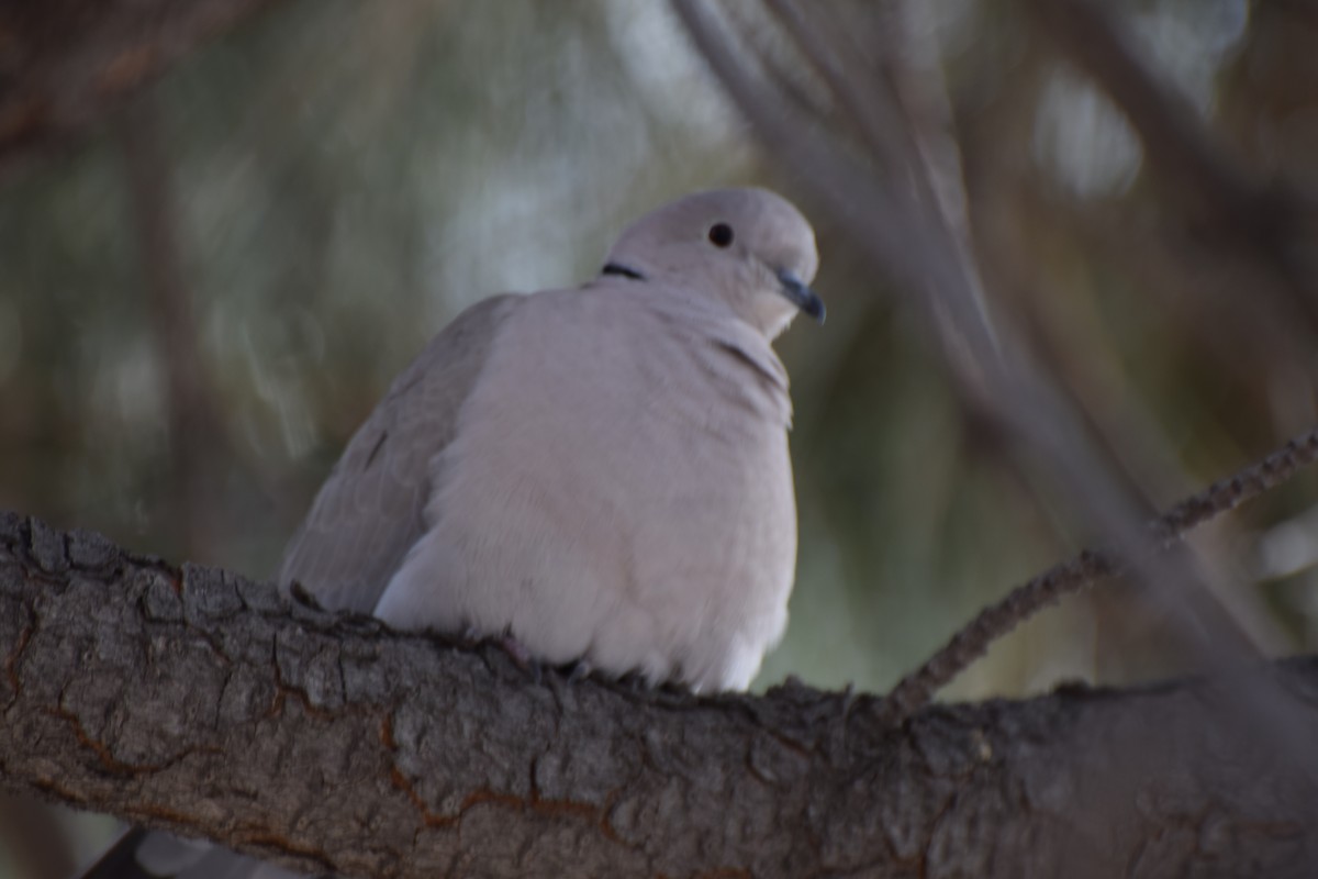Eurasian Collared-Dove - Santi Tabares