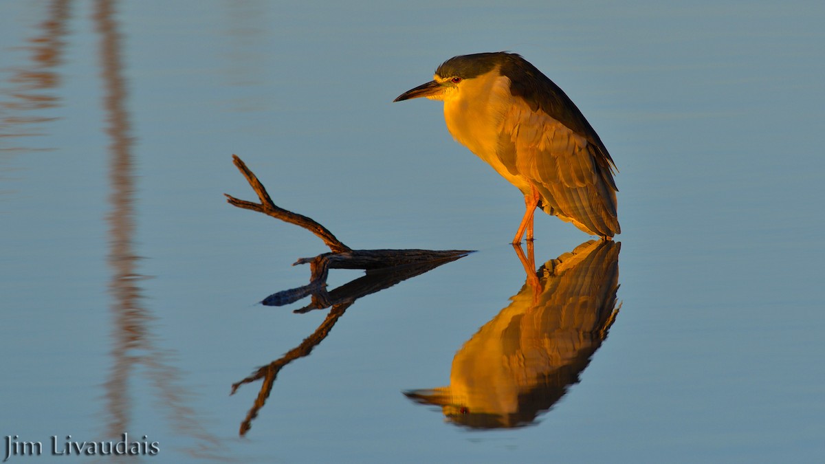 Black-crowned Night Heron - James Livaudais