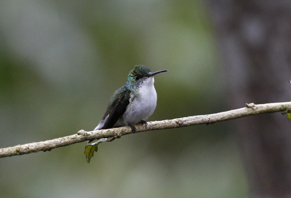 kolibřík andský - ML139789471