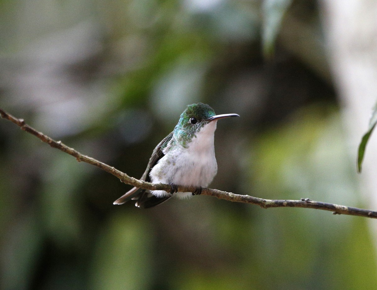 kolibřík andský - ML139789531