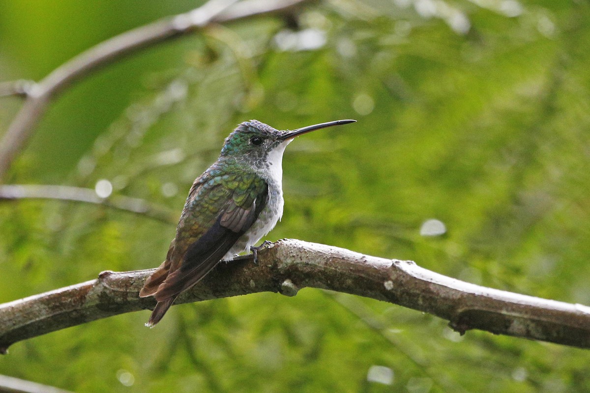 kolibřík andský - ML139789551