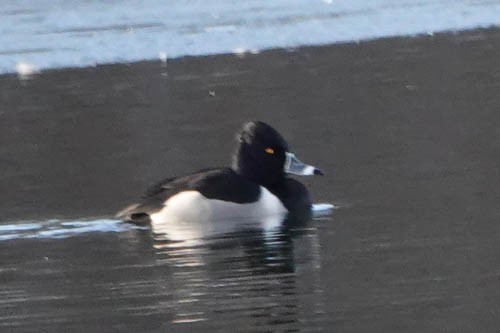Ring-necked Duck - ML139791291