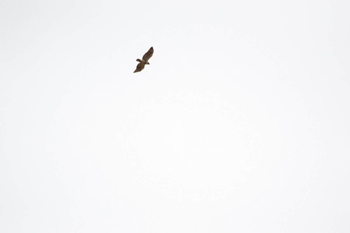 Red-tailed Hawk - ML139791321