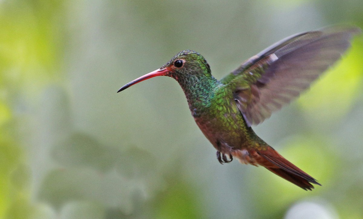 Rufous-tailed Hummingbird - ML139791421