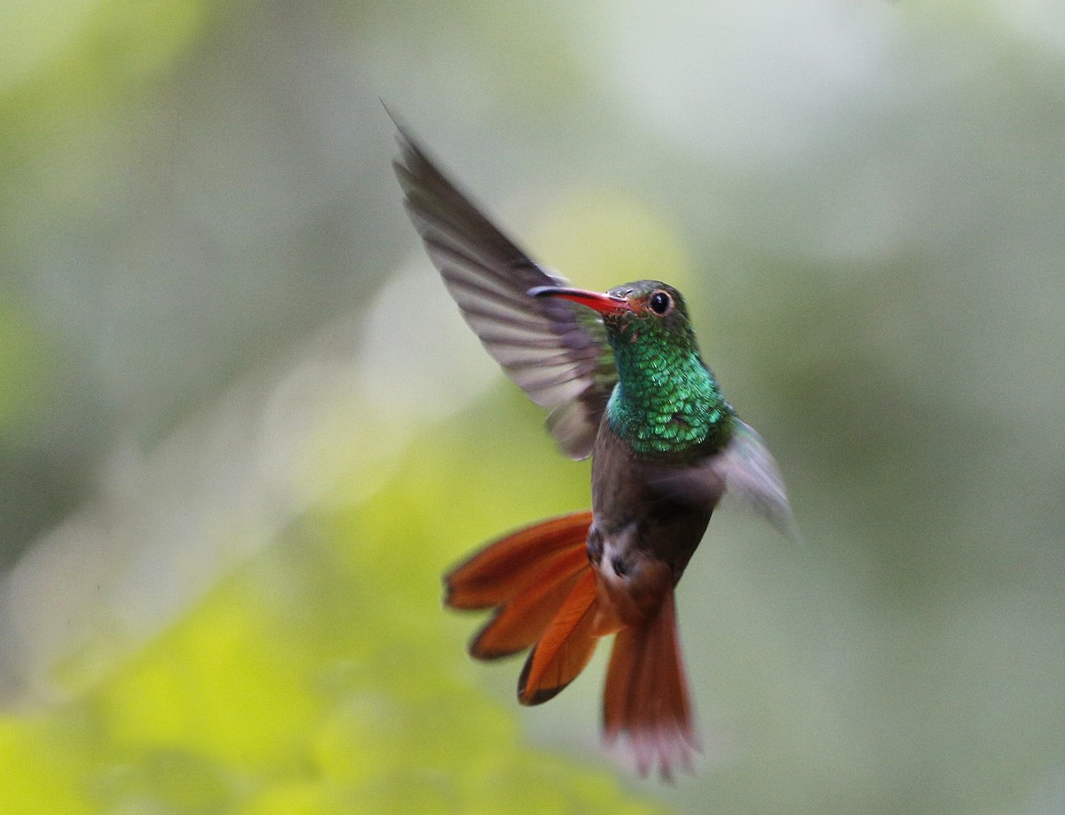 Rufous-tailed Hummingbird - Laura Keene