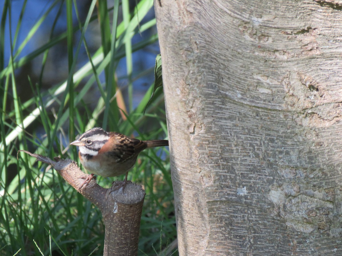 Rufous-collared Sparrow - Louise Falcon
