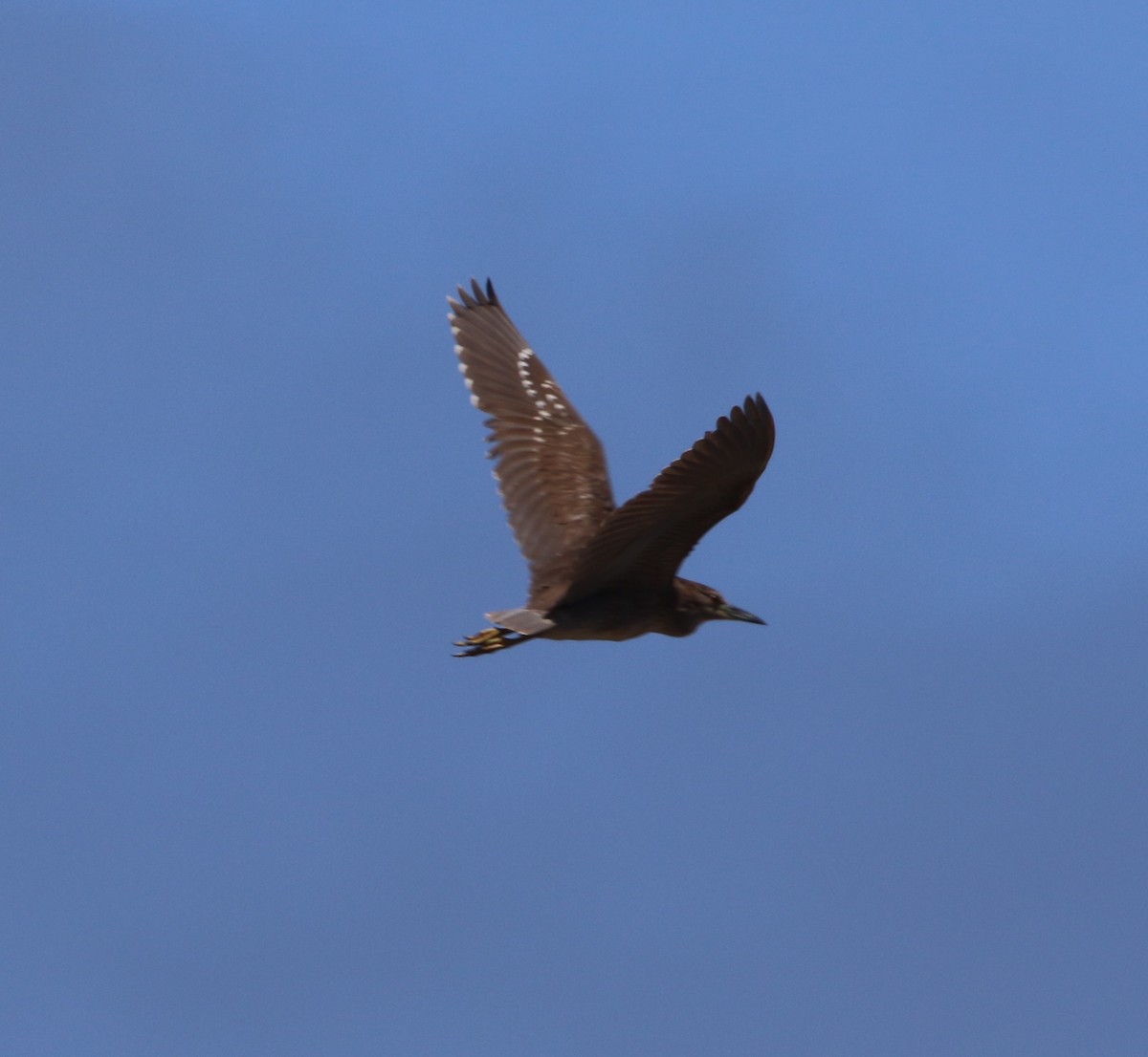 Black-crowned Night Heron - ML139791991