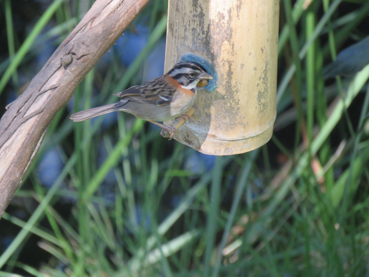 Rufous-collared Sparrow - Louise Falcon
