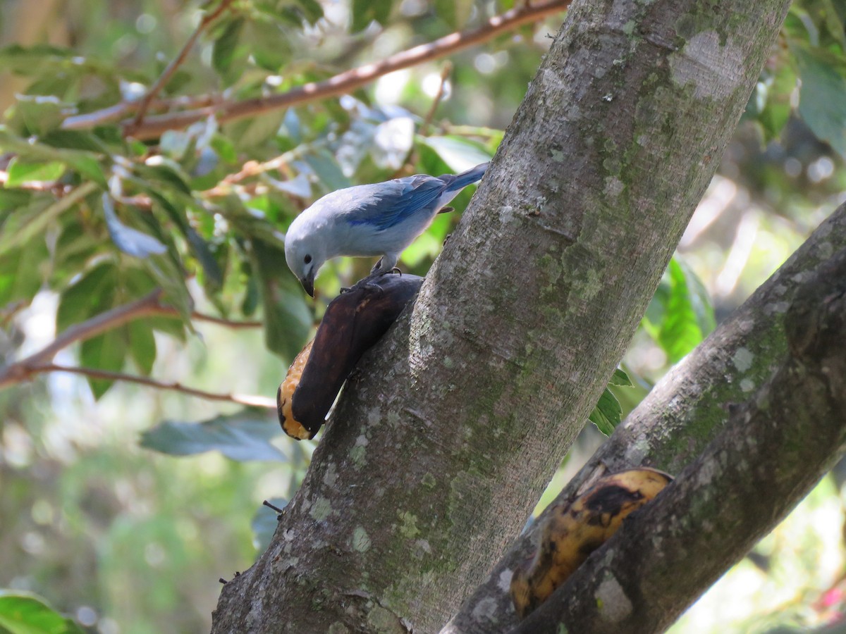 Blue-gray Tanager - ML139792231