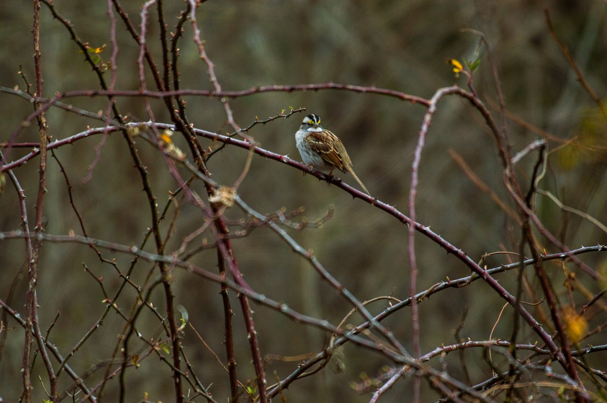 White-throated Sparrow - Louise Belk