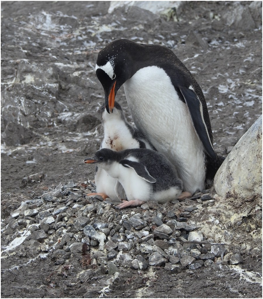 Gentoo Penguin - Arlene Ripley