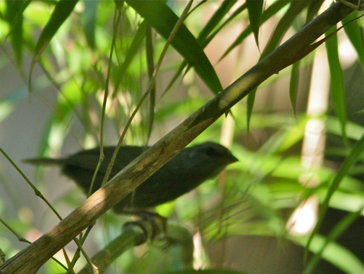 Swallow-tailed Manakin - ML139796491