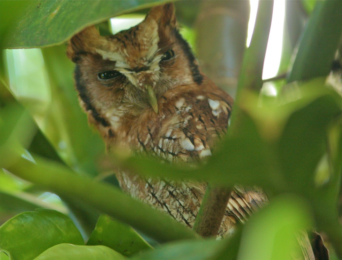 Tropical Screech-Owl - ML139797541