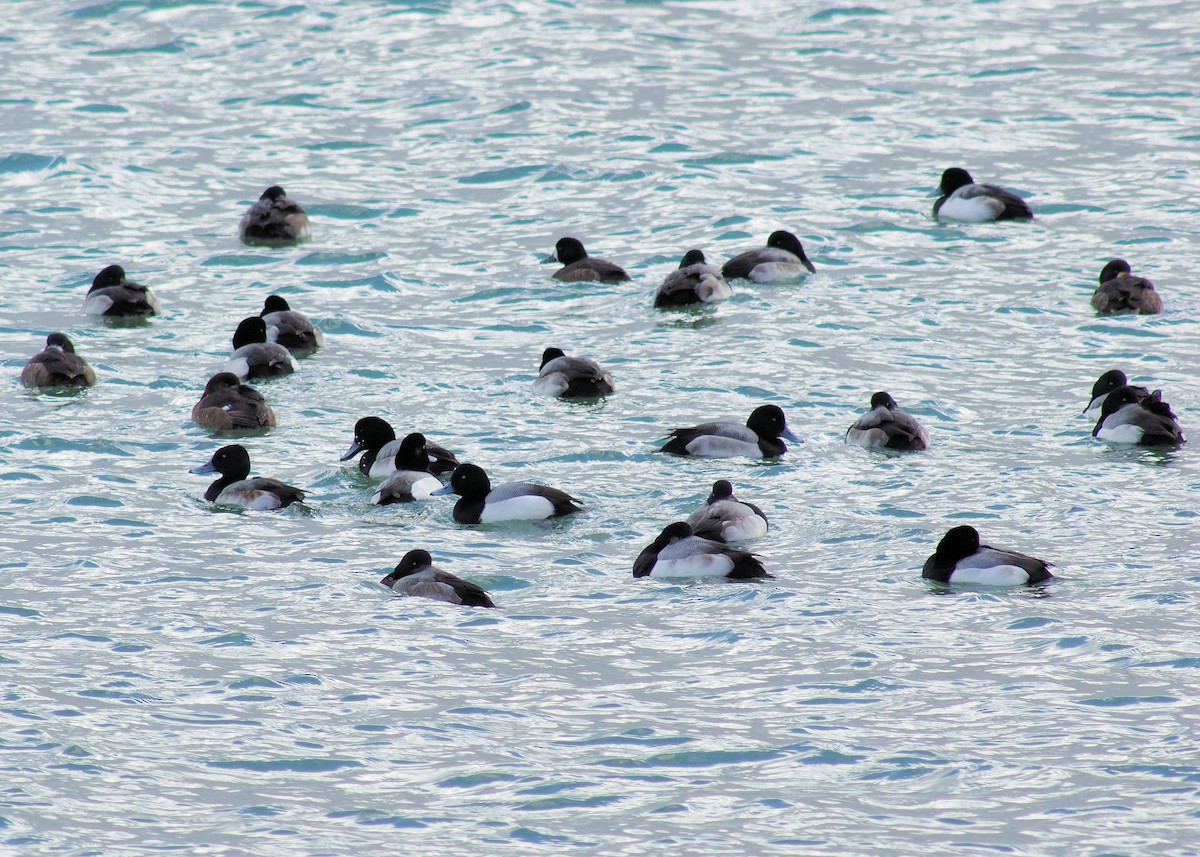 Greater Scaup - ML139799261