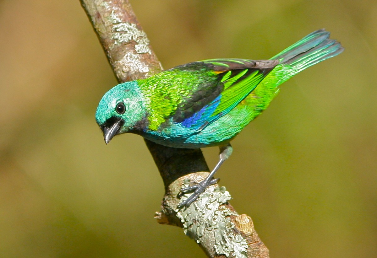 Green-headed Tanager - Don Roberson