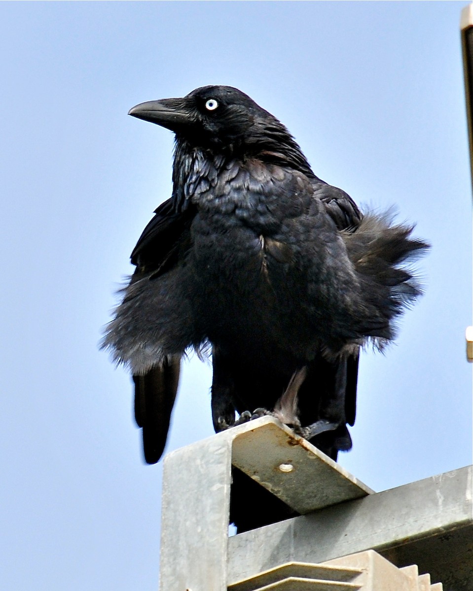Australian Raven - Gerald Friesen