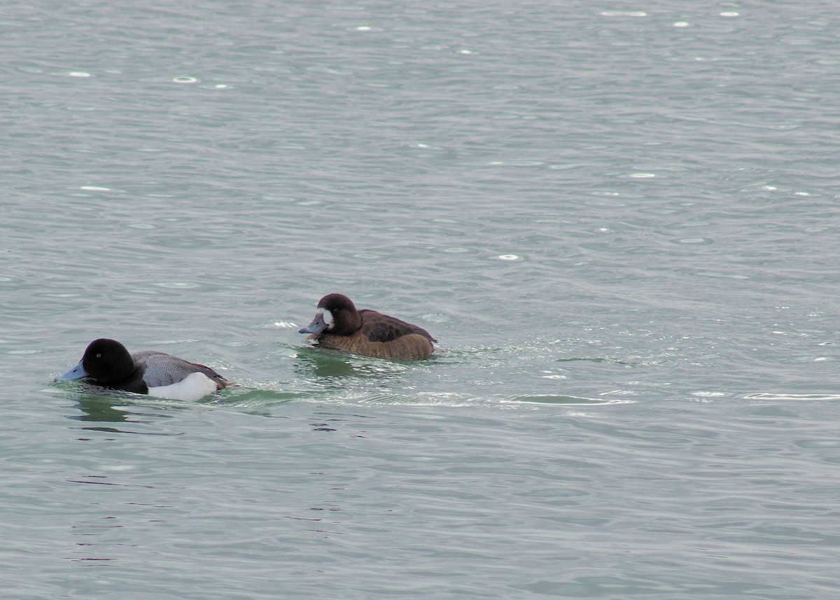 Greater Scaup - ML139801711