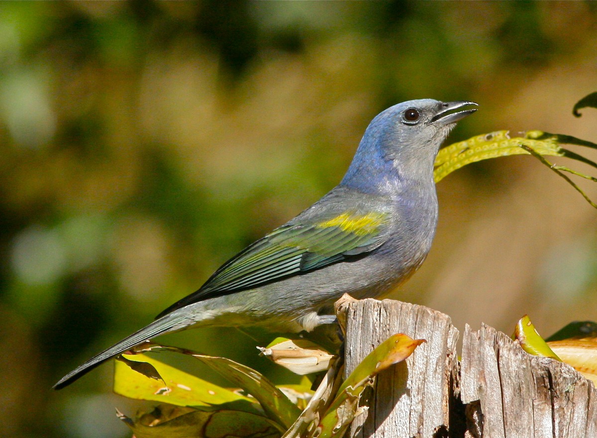 Golden-chevroned Tanager - Don Roberson