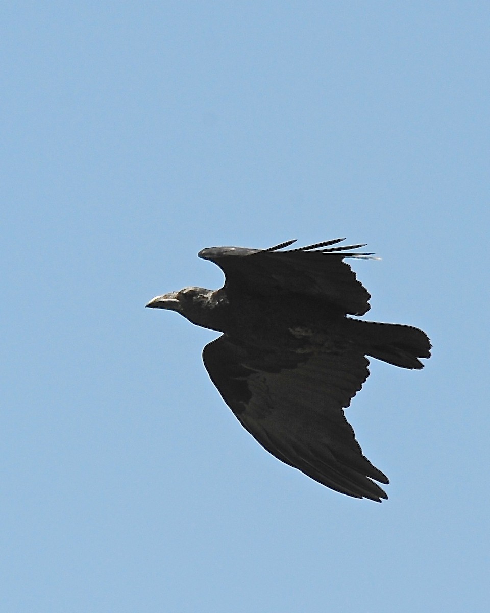 Fan-tailed Raven - ML139805751
