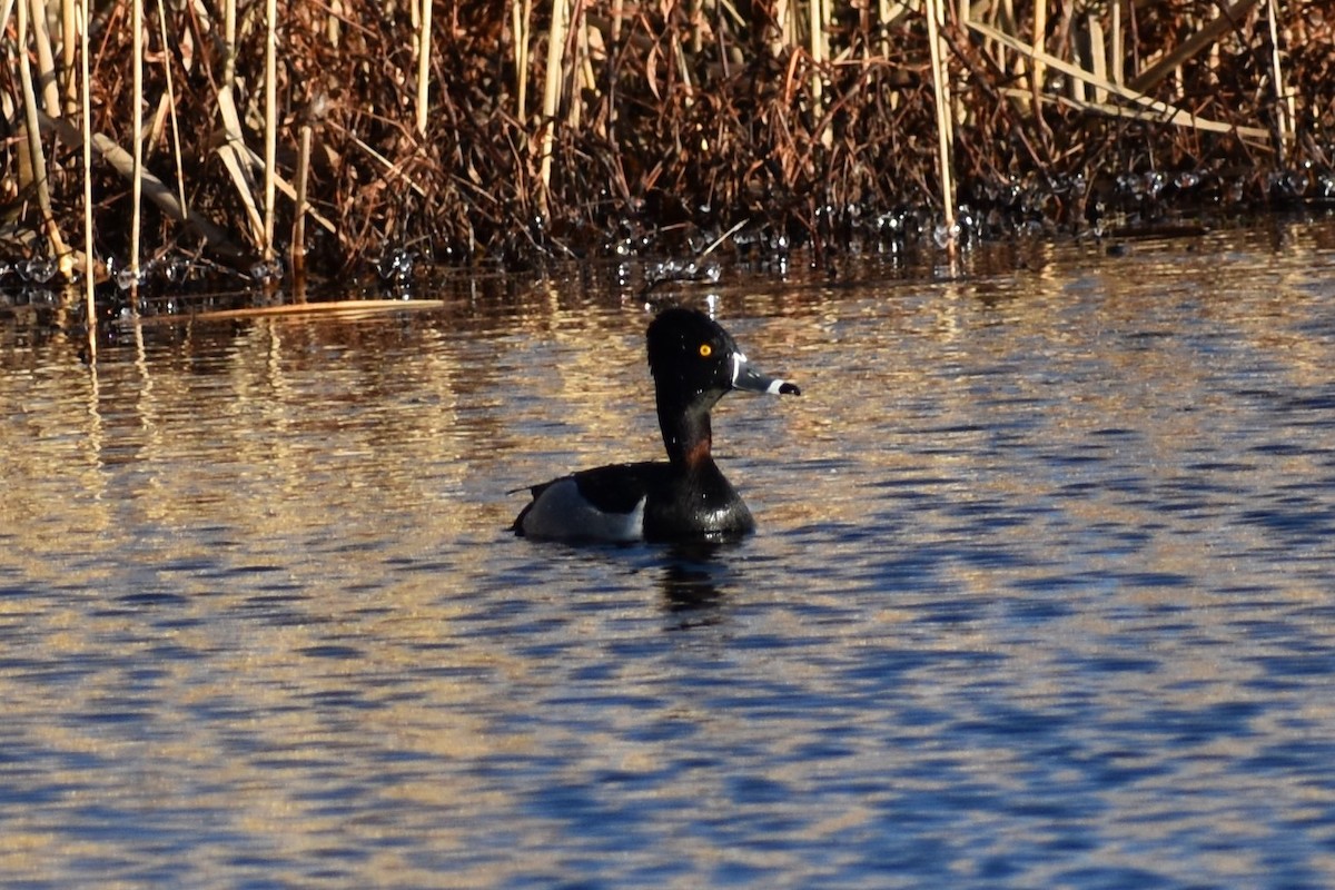 Ring-necked Duck - Bruce Frost