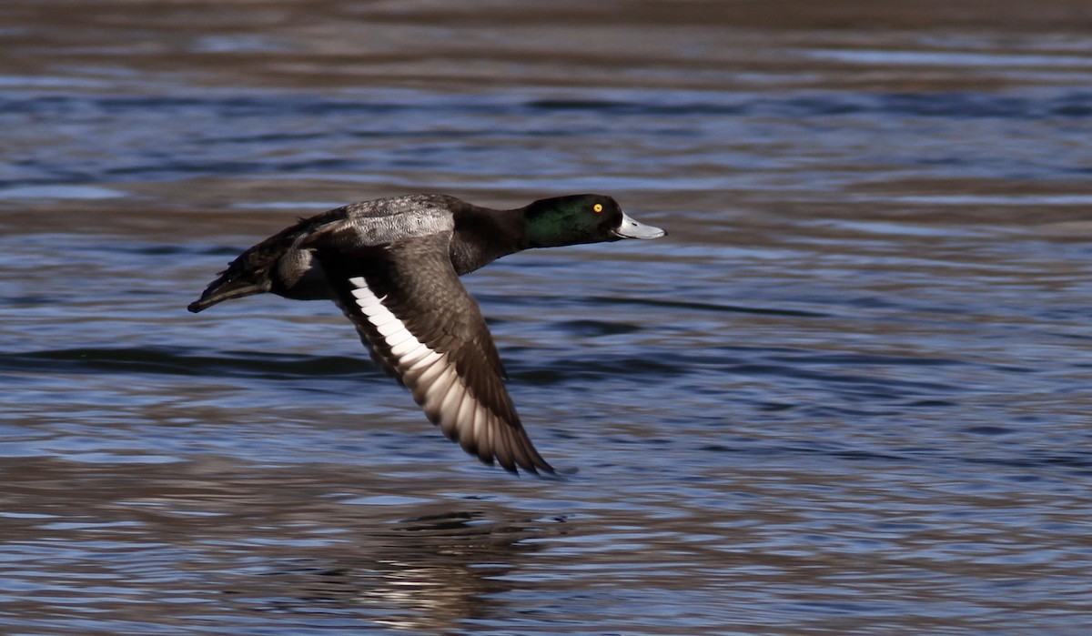 Greater Scaup - Pierre Bergeron