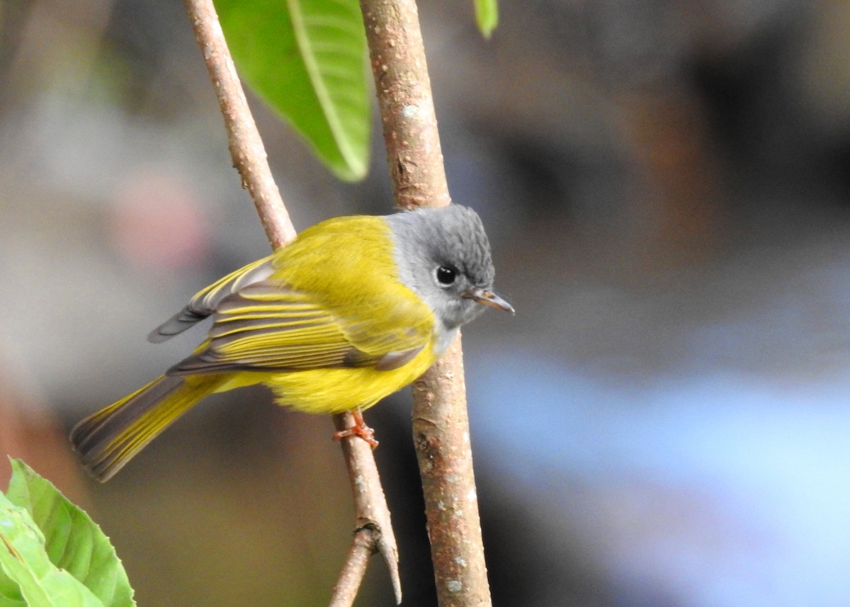 Gray-headed Canary-Flycatcher - ML139808151