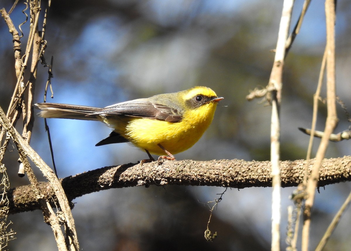 Yellow-bellied Fairy-Fantail - ML139811901