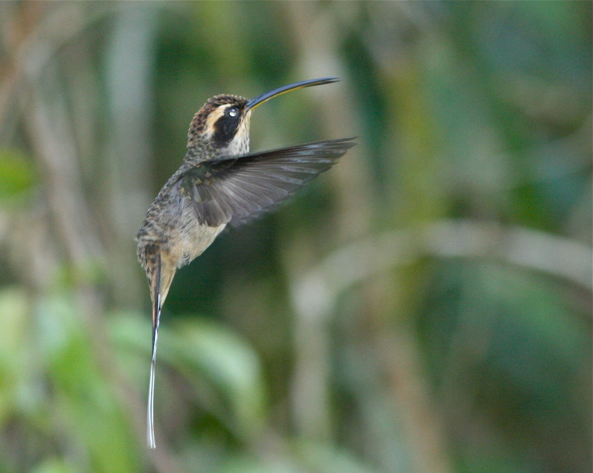Scale-throated Hermit - ML139812561