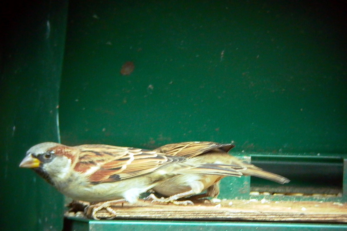 House Sparrow - ML139812591