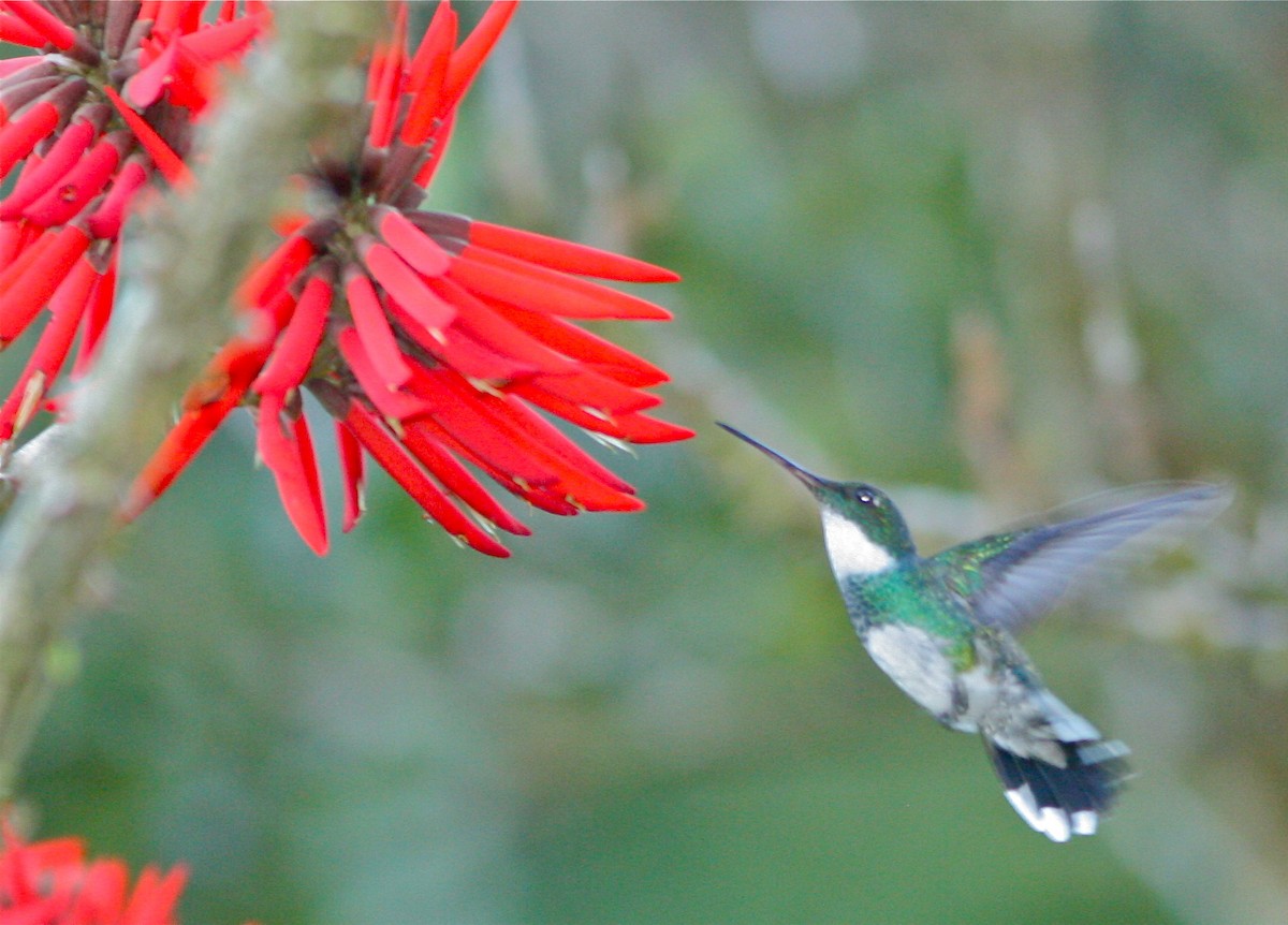 White-throated Hummingbird - ML139813021