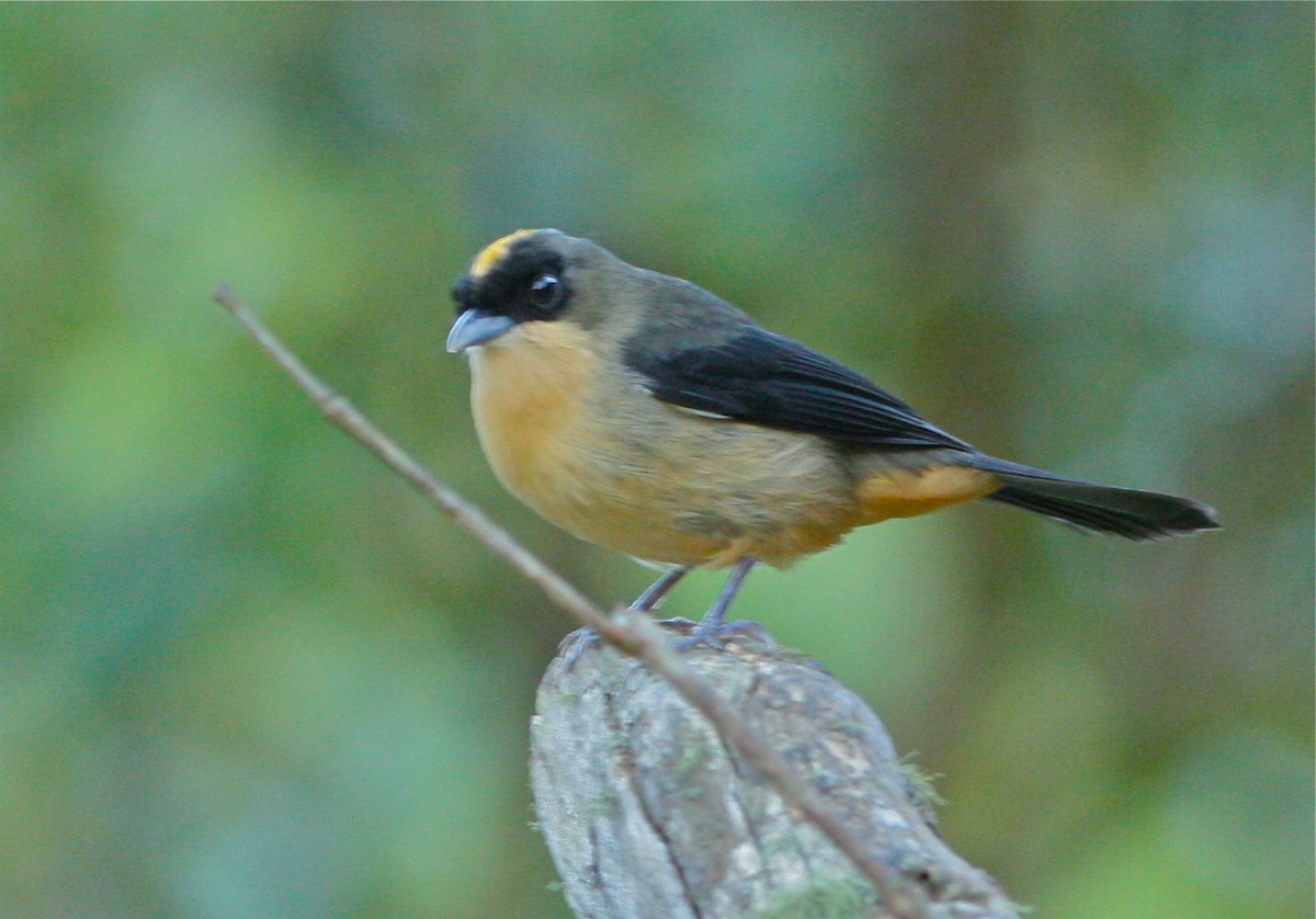 Black-goggled Tanager - Don Roberson