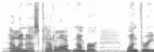  - Eastern Wattled-Honeyeater