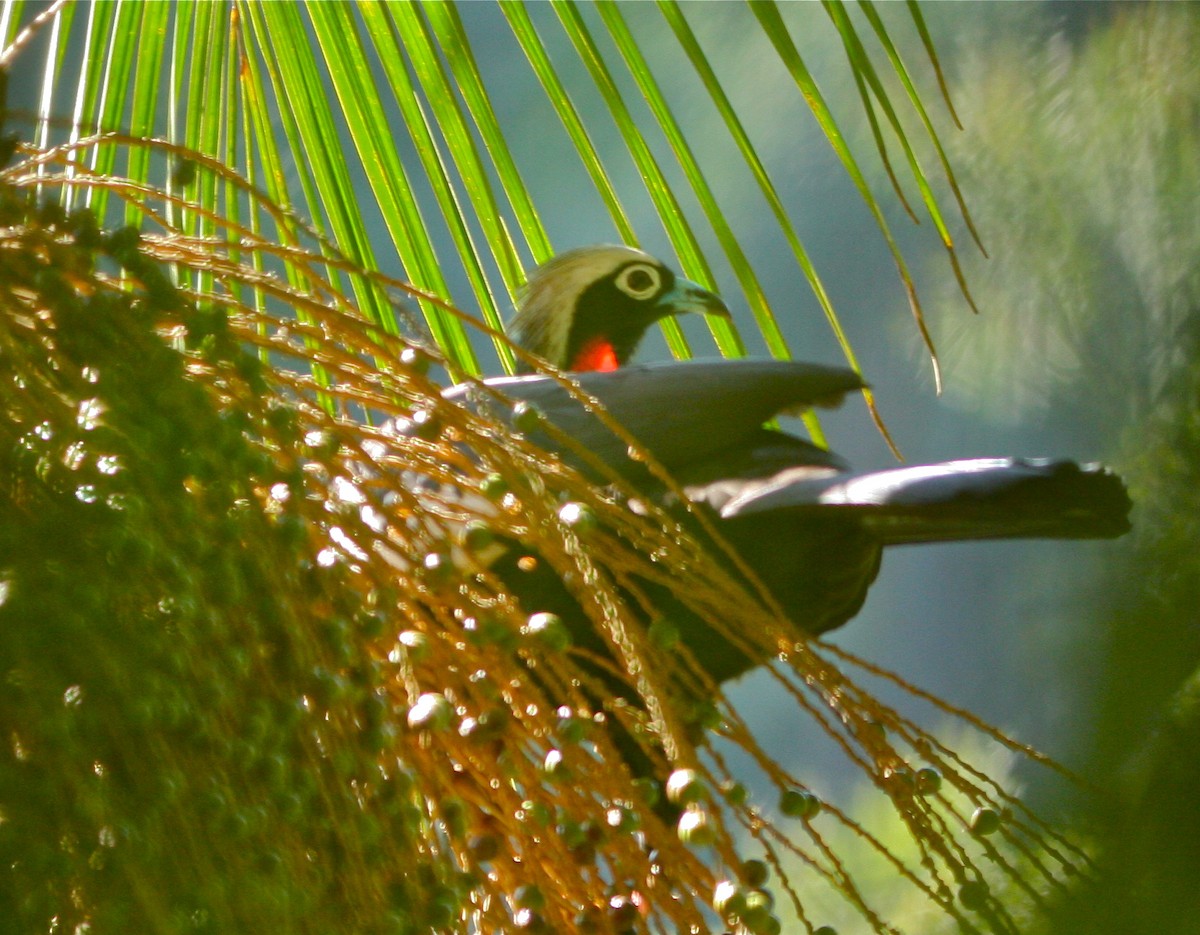 Black-fronted Piping-Guan - ML139816561