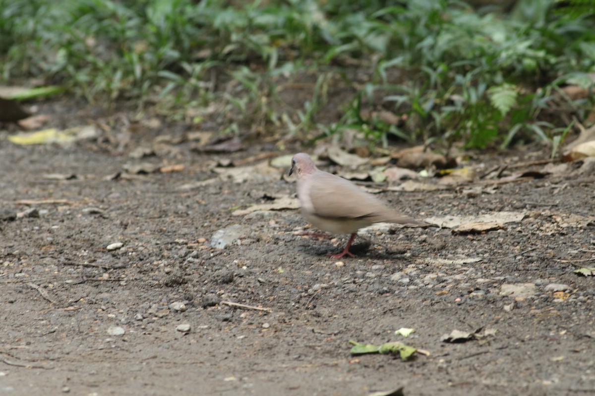 White-tipped Dove (White-tipped) - ML139816641