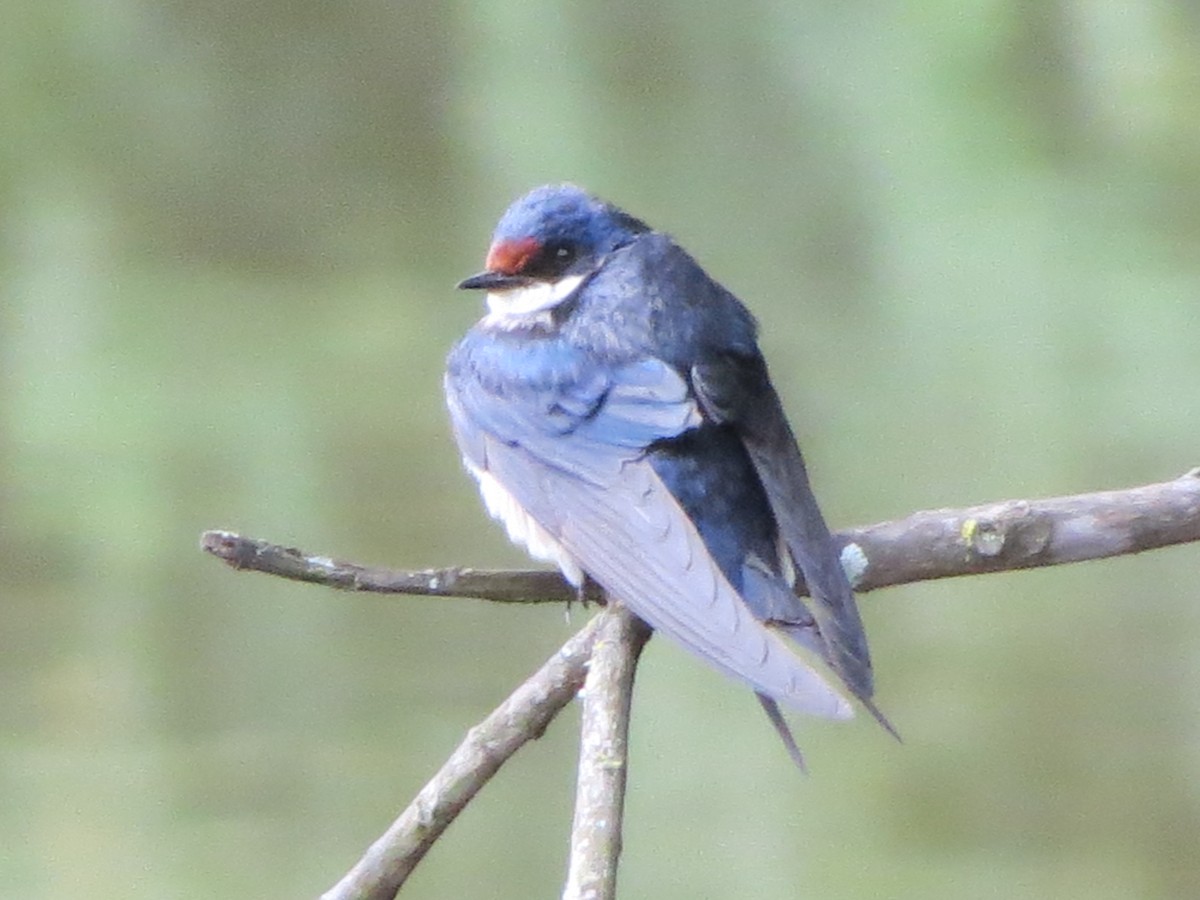 White-throated Swallow - Will McPhail