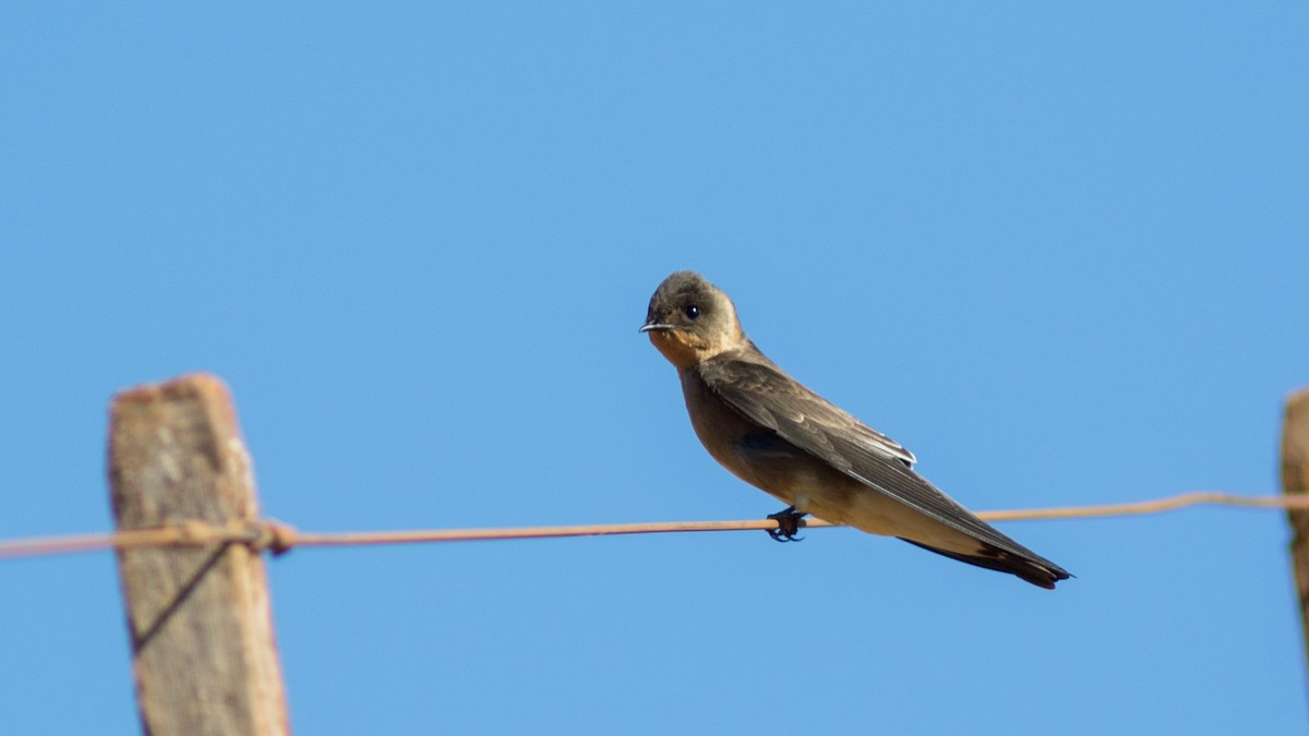 Southern Rough-winged Swallow - Yuji Tateoka