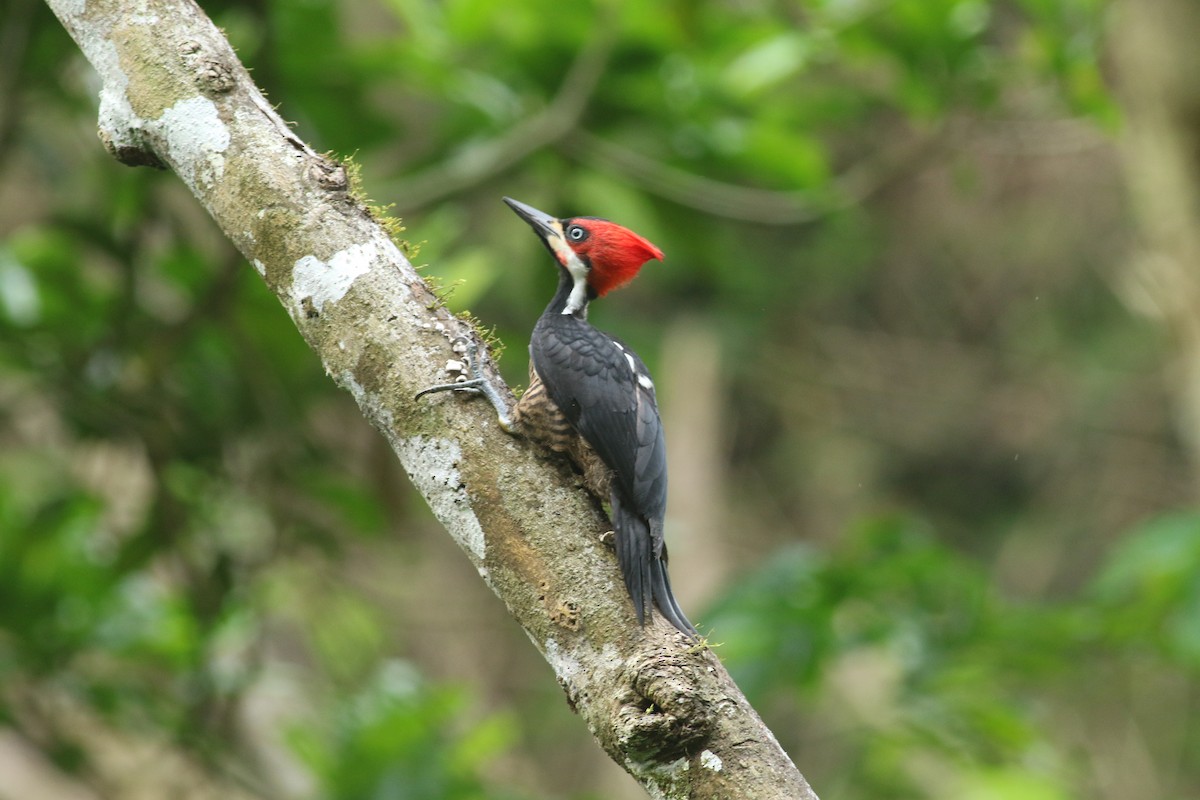 Crimson-crested Woodpecker - ML139817351