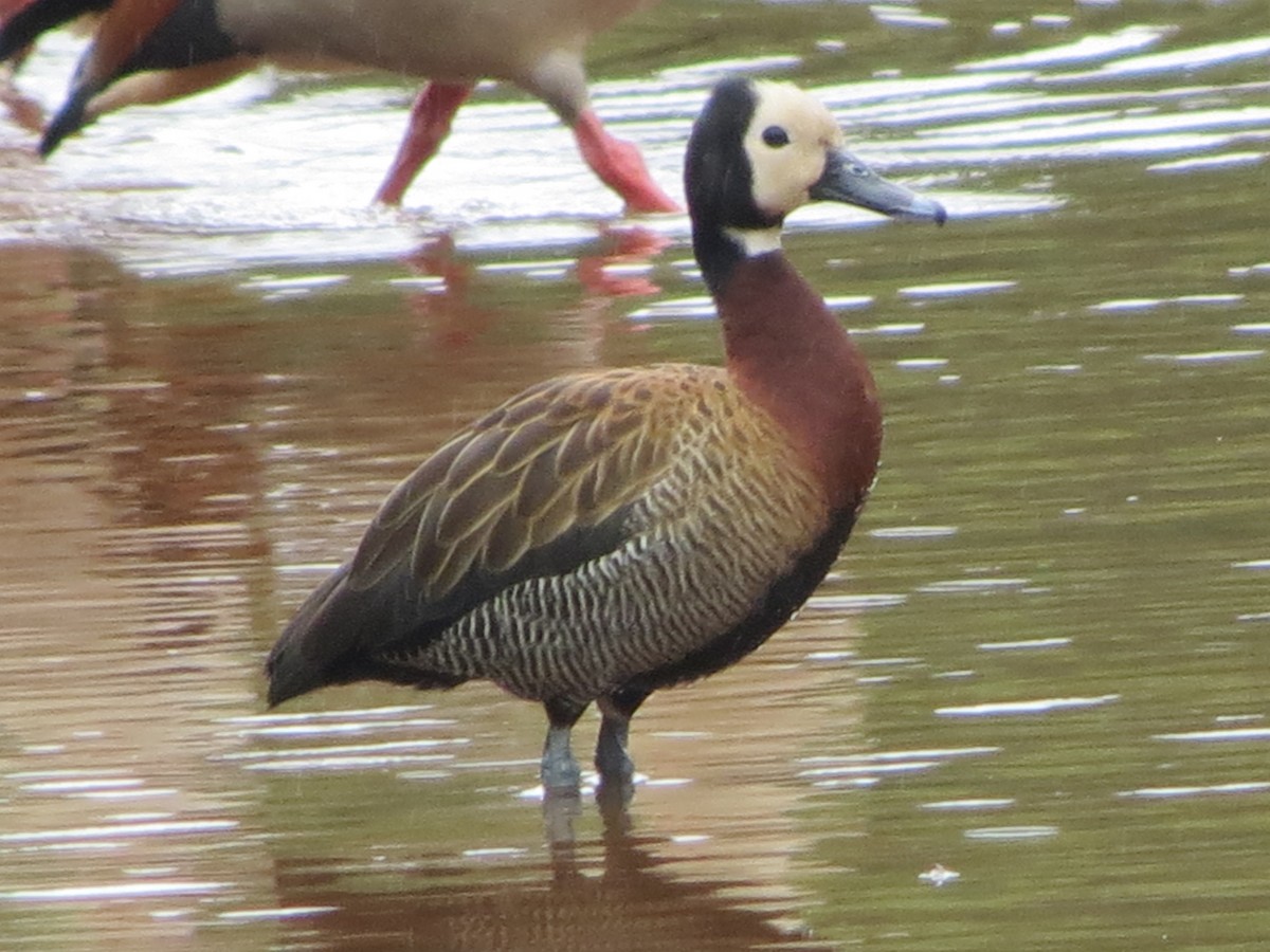 White-faced Whistling-Duck - Will McPhail