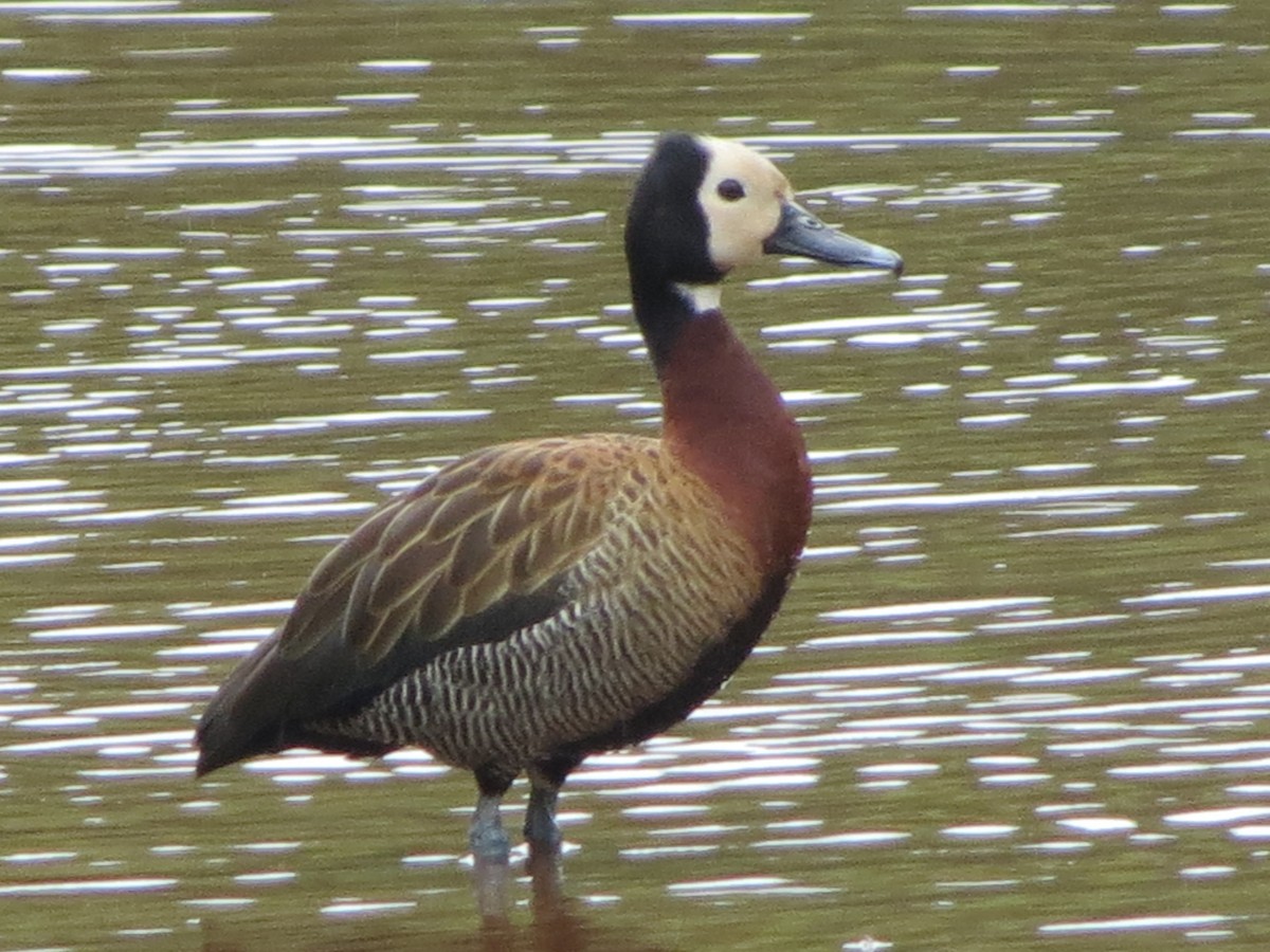 White-faced Whistling-Duck - Will McPhail