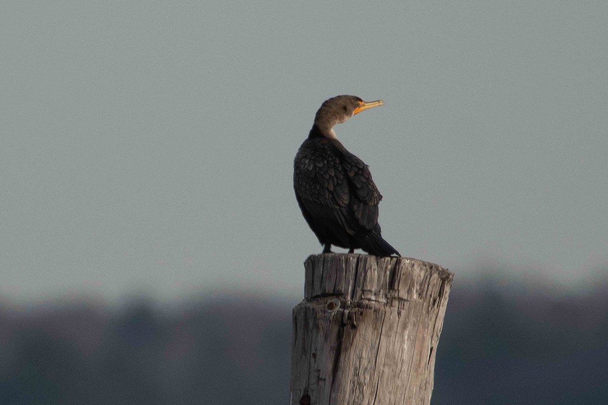 Double-crested Cormorant - Keith Kennedy