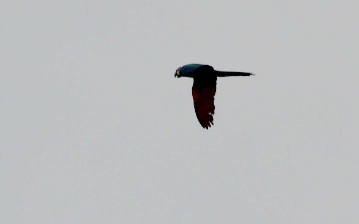 Chestnut-fronted Macaw - Gary Leavens