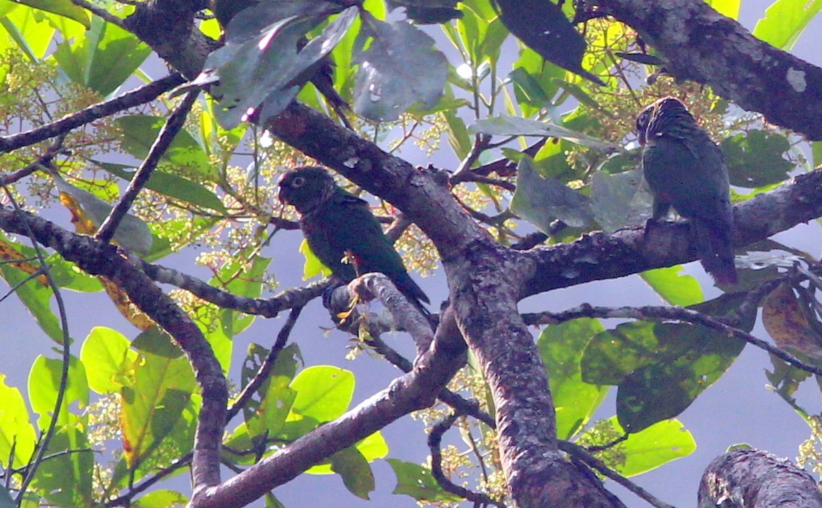 Maroon-tailed Parakeet - Gary Leavens