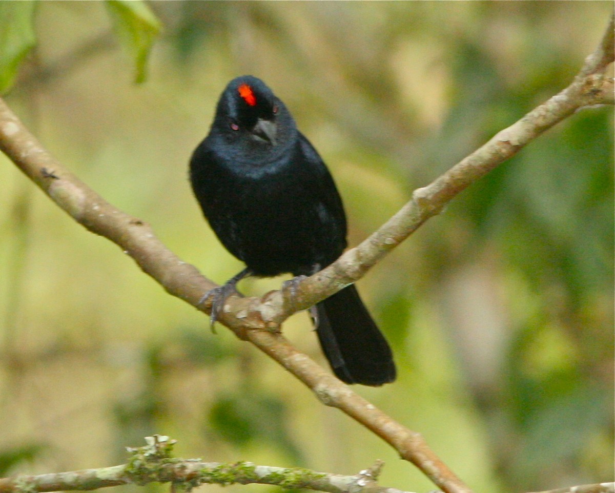 Ruby-crowned Tanager - Don Roberson