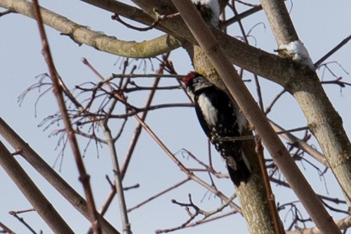 Hairy Woodpecker - Seymore Gulls