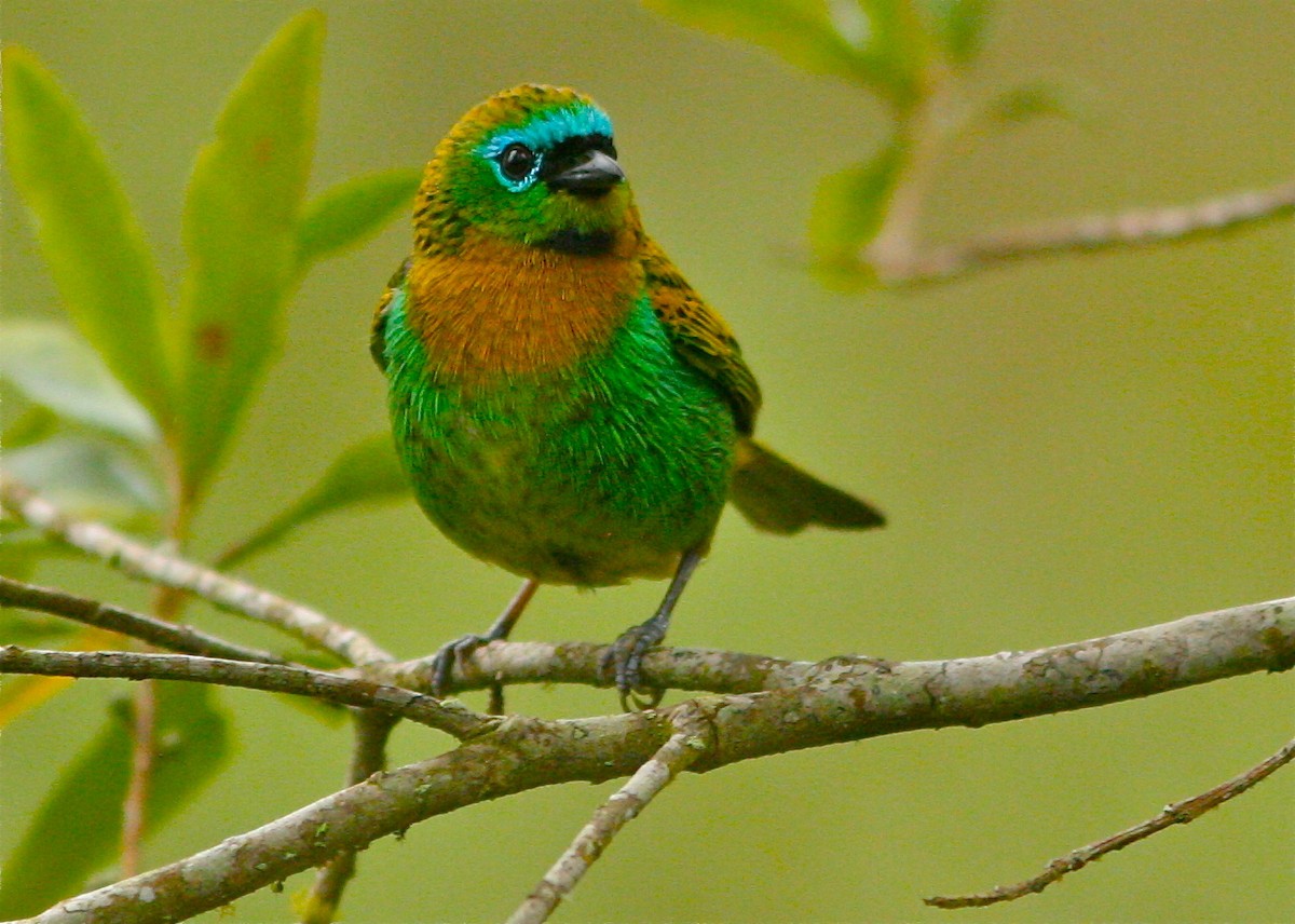 Brassy-breasted Tanager - ML139831841